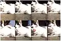Photo taken with a Lomography Oktomat with 8 sequentially-firing shutters