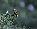 Female at 10000&nbsp;ft. in Kullu - Manali District of Himachal Pradesh, India