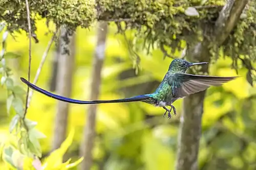 A. k. kingii, Colombia