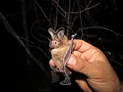 Brown bat
