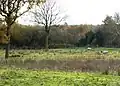 Lount Meadows