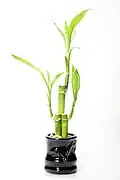 A trio of Dracaena sanderiana
