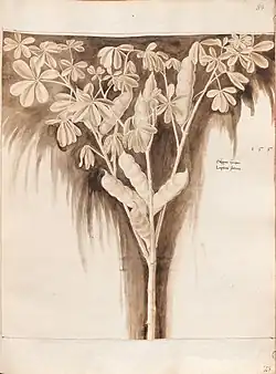 Lupinus sativus