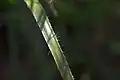 Closeup of a leaf.
