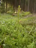 L. clavatum ssp. clavatum var. clavatum, with strobili