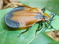 Lycus rostratus