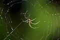 Mabel orchard spider, L. mabelae, Jamaica