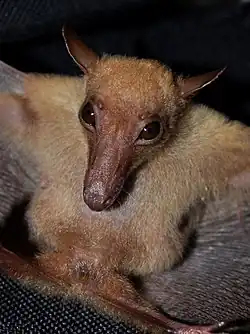Brown bat