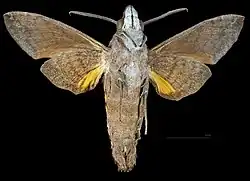 Male Ventral