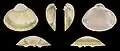 var. lignaria Left valve