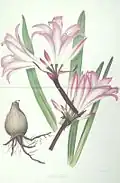 The Belladonna Lily