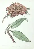 The Sceptre Isoplexis