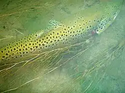 Madison River brown trout