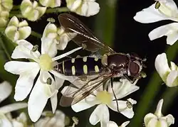 Melangyna