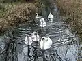 Swans on Christmas Day, 2005