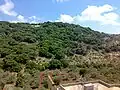 Oak Tree Hill