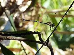 Male