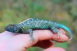 Male S. o. occidentalis displaying iridescent, bright turquoise and blue coloration. Most individuals do not exhibit such striking coloration.