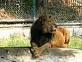 Male South African Lion