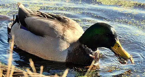 Eating a frog