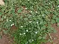 Plant spreads along ground, leaves not large, leaves fairly uniform size (Antalya)