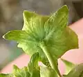 Epicalyx 3 broad segments, lacking stellate hairs
