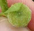 Fruit, very hairy form