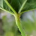Leaf underside