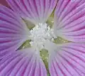 Flower centre