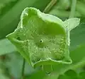 Fruit immature, wrinkles starting to show, hairy form (var. eriocarpa)