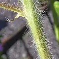 Hairs of cultivated plant, very weak with bulbous bases not very conspicuous