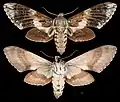Manduca crocala