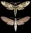 Manduca perplexa