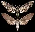 Manduca scutata