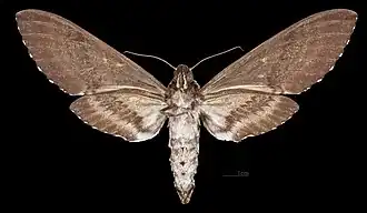 Female Ventral side