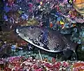 Map puffer at Bunaken Sulawesi, 2003