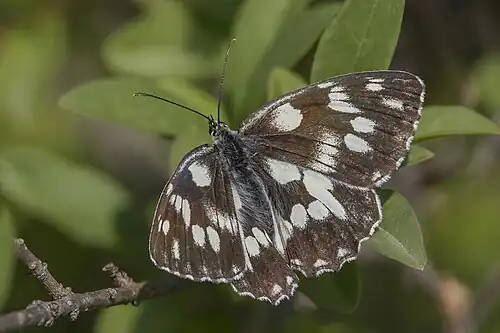 female form procida