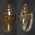 Marginella luculenta Saco Mar, Namibe, Angola
