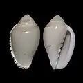 Marginella peelae f. beltmani False Bay, S. Africa