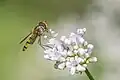 Marmalade hoverfly (Episyrphus balteatus) male Wengen.jpg