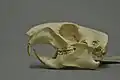 Skull of an alpine marmot
