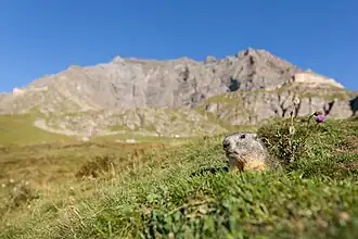 Alpine marmot in Gran Paradiso National Park