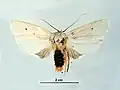 Female, dorsal view