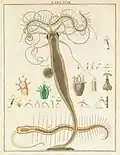 Hydras