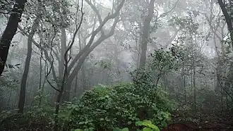 The forest