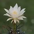 White-flowered form