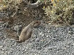 Brown rodent
