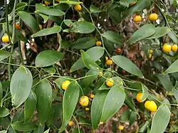 Foliage and fruit