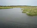 Wetlands