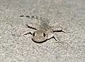 A lizard, Mediodactylus danilewskii